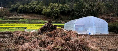 贵州：食用菌基地落户新堡 孕育农民致富新希望