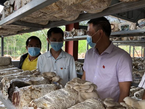 海南海口：食用菌種植基地復工復產