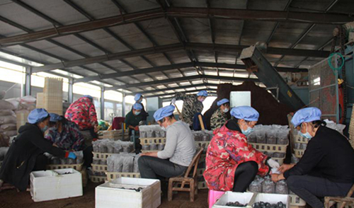 湖南：食用菌产业鼓起农民“钱袋子”