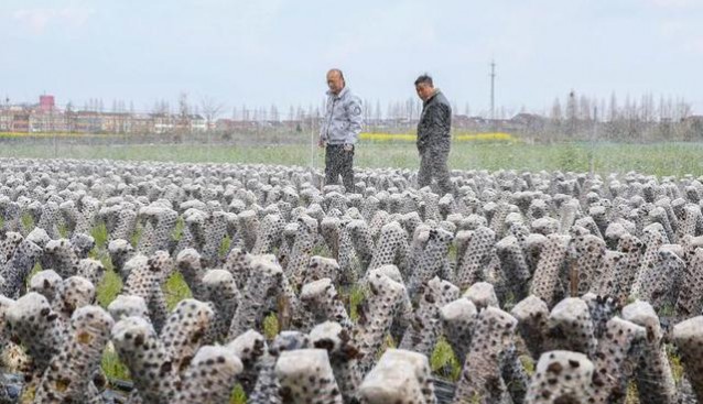 浙江：水稻黑木耳轮作项目助力农民增收