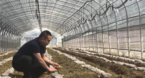 李尚泽：种好羊肚菌 带动群众一起富