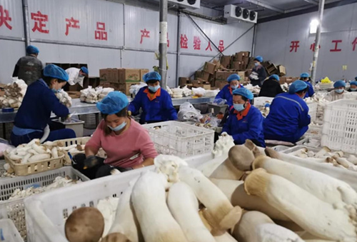 河南濮阳：小菌菇发展成扶贫大产业