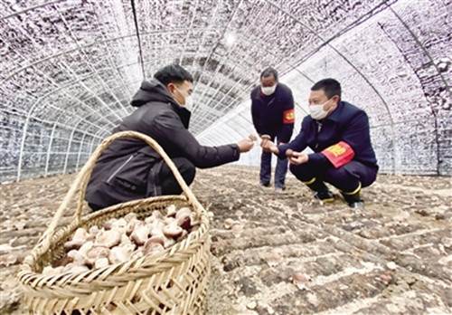 安徽的這位“香菇大王”上工了！