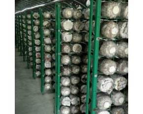 工厂化出菇房网架生产厂家 定制各种规格蘑菇网片 现代化大棚出菇架