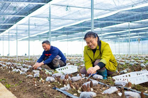贵州铜仁：羊肚菌产业发展成效显 农户增收底气足