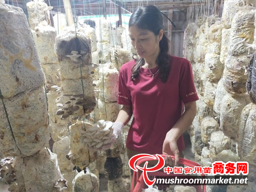 越南：菌菇朵朵開 菇農幸福來