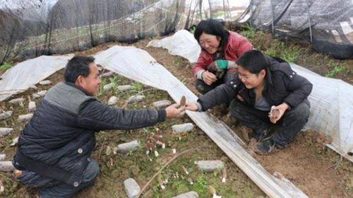 种植食用菌  走上致富路