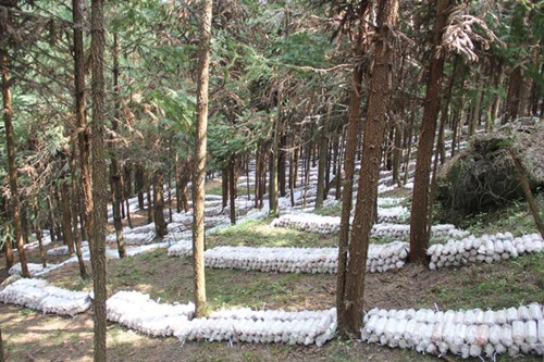 贵州：林下茶树菇成农民增收“法宝”