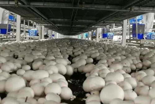 众兴菌业子公司年产4万吨双孢蘑菇工厂化生产项目一期建成投产