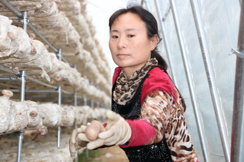 果樹木屑變廢為寶種出“致富菇”