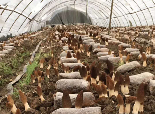 羊肚菌行業(yè)的拓荒者與先行者 ——專訪綿陽市安州區(qū)保興食用菌農(nóng)業(yè)科技有限公司