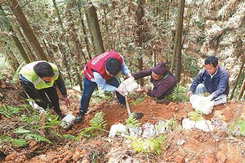 广西：林下种植灵芝项目助力农民增收前景广