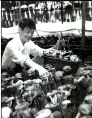 中国“袋料菌棒栽培香菇”技术创始人彭兆旺