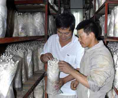 浙江省规模最大金针菇生产企业年产达600万袋