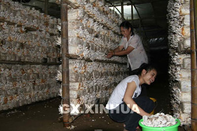 广西：宜州桑杆食用菌产业方兴未艾