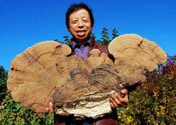 黑龙江省农民采到6公斤重罕见野生灵芝