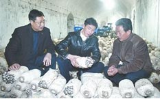 “偷”出來的“蘑菇大王”