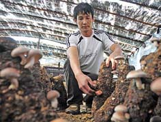 辽阳县隆昌镇发展食用菌助农民致富