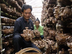 石泉县2010年桑枝食用菌获利过亿元