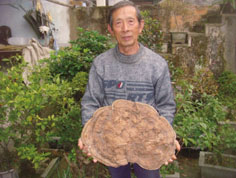 宁波一村民在深山悬崖边采得2.2公斤特大灵芝