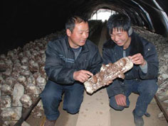 陕西彬县为增加农民收入建成香菇生产基地