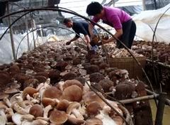 广西白宝乡：香菇引领农民走上致富路
