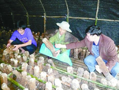 “蘑菇书记”带村民同致富