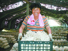 抚顺市食用菌产业成农民增收亮点