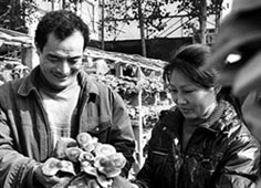 泌陽香菇暢銷全國并走出國門