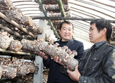 谷城縣信用社助農(nóng)種菇致富