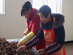 宣恩县发展食用菌助烟农闲时增收