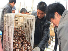 文登市大水泊镇食用菌大丰收