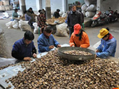 泌阳县已成为全国较大的香菇交易集散地之一