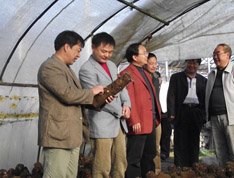 贺勇县长调研马龙县食用菌产业发展