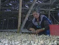 2010年江山市食用菌产业栽培总量3亿多袋