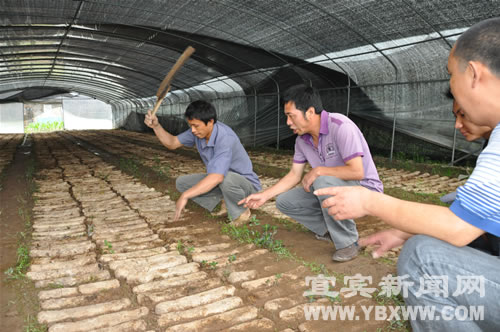四川：宜賓市興文縣夏菇+冬菇興文農(nóng)民樂開懷