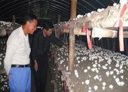 奉贤区金汇镇着力生产反季食用菌