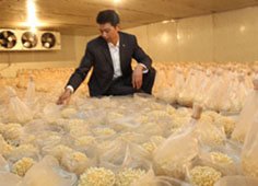 重庆市大足反季金针菇走俏市场