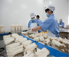 江苏泗阳县食用菌科技入户效果显著