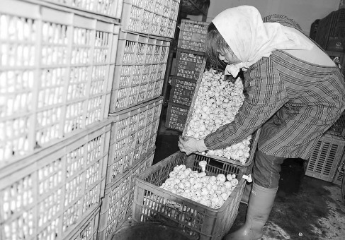 廣西：橫縣3萬平方米蘑菇進入高產期