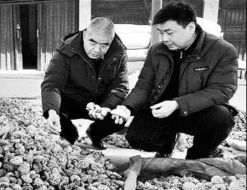 河南：泌阳县农行信贷扶持香菇种植户