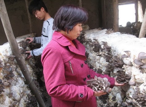 新疆：建設兵團女工種植蘑菇初期純獲利4萬余元