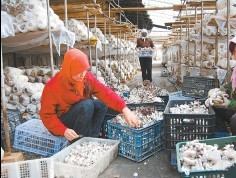 肅州區食用菌生產基地農民正在采摘蘑菇（圖）