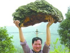 根雕收藏者踏青意外驚喜收獲巨型樹舌靈芝
