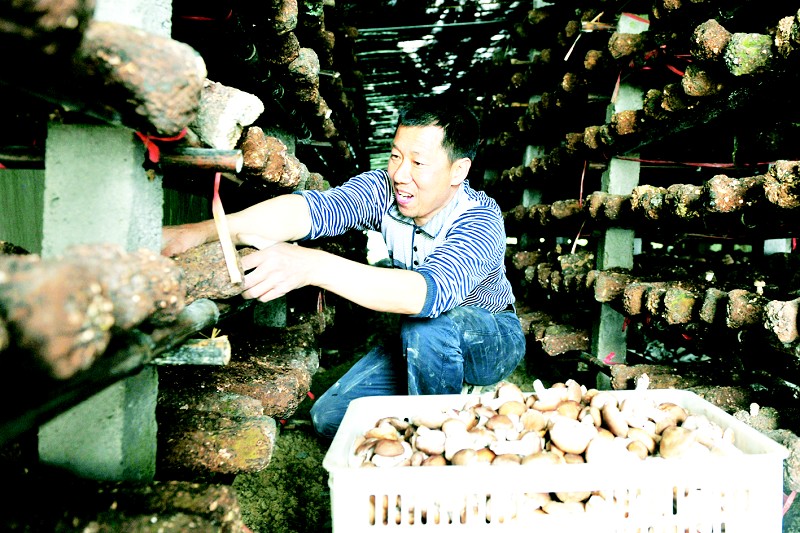 湖北:宜昌市农民在采收香菇