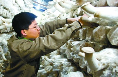 漳浦縣加快發展食用菌產業(圖)
