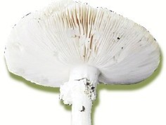 杭州蘑菇種類已達(dá)560多種，莫食野蘑菇