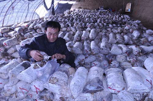 甘肅省瓜州縣溫室種植戶采摘蘑菇