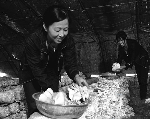 山西省阳城县农民在食用菌大棚内采收蘑菇