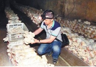 山东：青岛市防空洞内的蘑菇养殖场